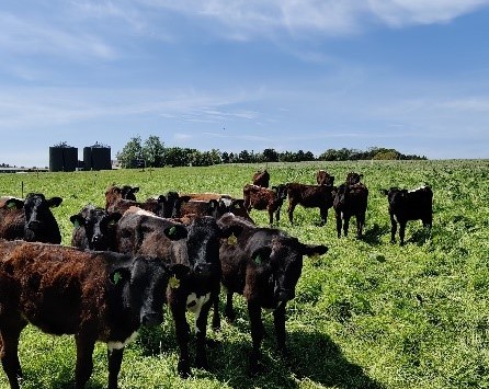 Cows in field